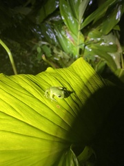 Espadarana prosoblepon