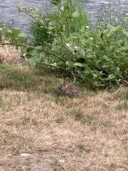 Sylvilagus floridanus