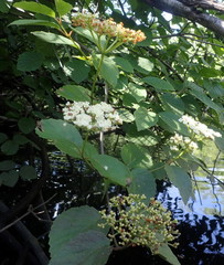 Viburnum scabrellum