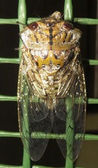 Oxypleura lenihani