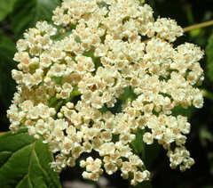 Viburnum scabrellum