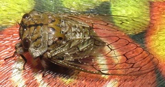 Oxypleura lenihani