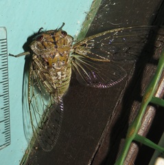 Oxypleura lenihani