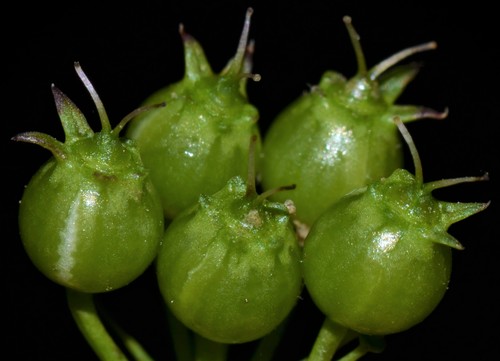Coriandrum sativum