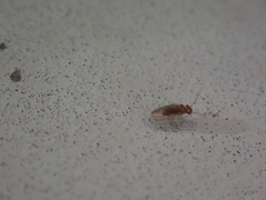 Ectopsocidae