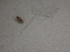 Ectopsocidae