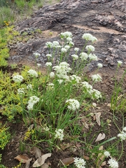 Allium fraseri