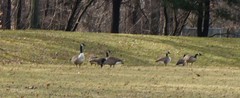 Branta canadensis