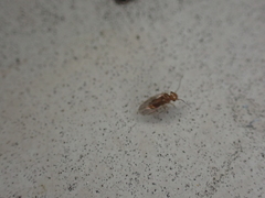 Ectopsocidae