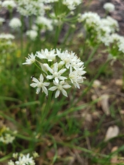 Allium fraseri