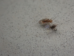 Ectopsocidae
