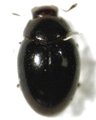 Ephistemus globulus