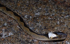 Leptodeira annulata