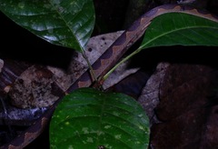 Leptodeira annulata