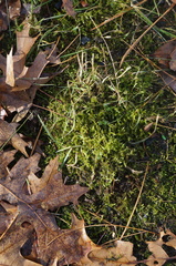 Bryopsida