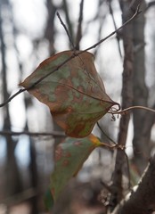 Smilax rotundifolia