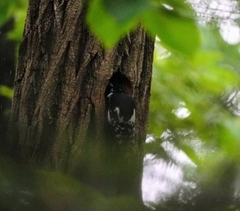 Dendrocopos major