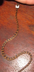 Leptodeira annulata
