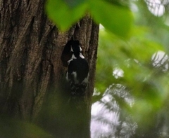Dendrocopos major