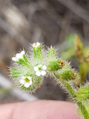 Cryptantha texana