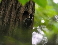 Dendrocopos major