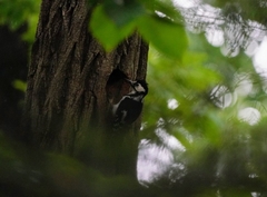 Dendrocopos major