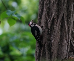 Dendrocopos major