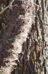 Toxicodendron radicans