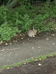 Sylvilagus floridanus