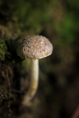 Inocybe sindonia