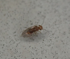 Ectopsocidae
