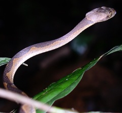 Leptodeira annulata