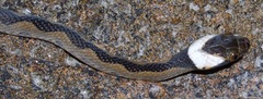 Leptodeira annulata