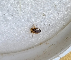 Neoplea striola