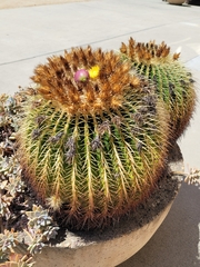 Kroenleinia grusonii