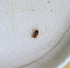 Neoplea striola