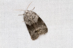 Polygrammate cadburyi