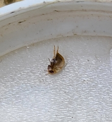 Neoplea striola