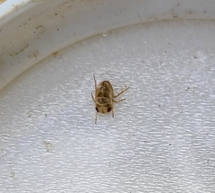 Neoplea striola