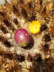 Kroenleinia grusonii