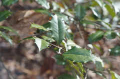 Ilex opaca