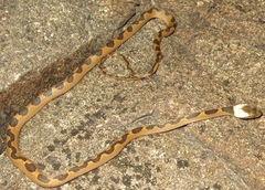 Leptodeira annulata