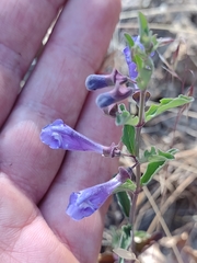 Scutellaria antirrhinoides
