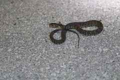 Nerodia fasciata × clarkii