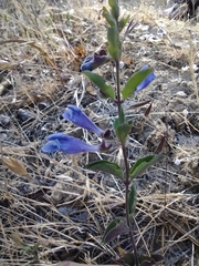 Scutellaria antirrhinoides