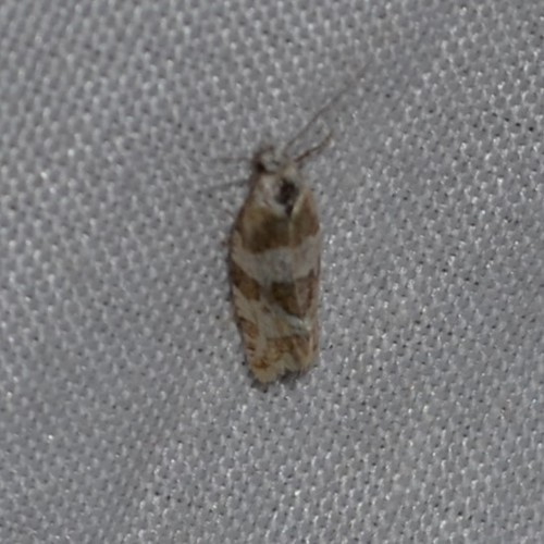 Silver-bordered Aethes photo 3