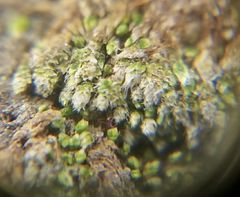 Bryum