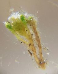 Bryum