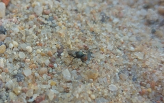 Physiphora alceae