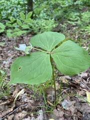Trillium flexipes